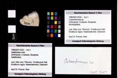 Foto (Objekt + Etikett) von Culmenformosa sp.  (NHMW-GEO-1990-0041-2530)